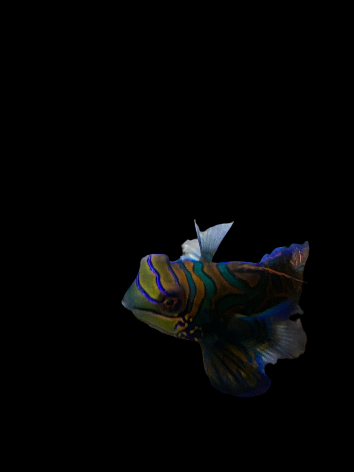 Synchiropus splendidus – Paire de poissons mandarins Lyrefish
