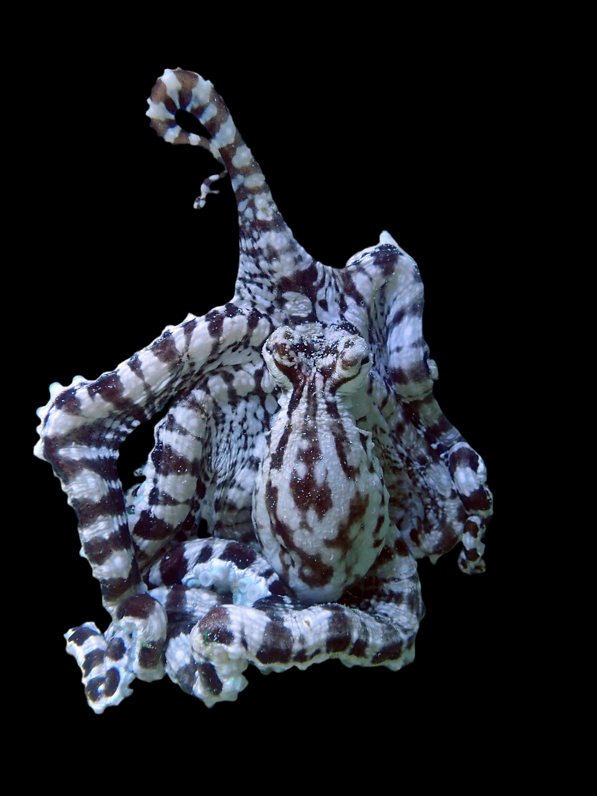 Thaumoctopus mimicus - Mimik Oktopus