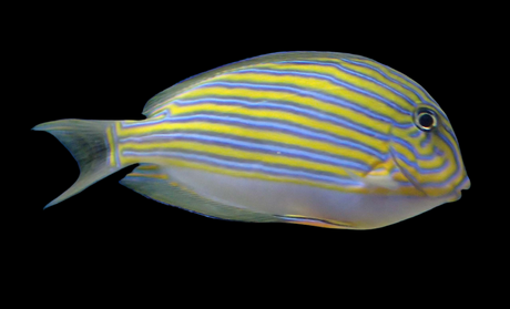 Acanthurus lineatus - Blaustreifen Doktorfisch
