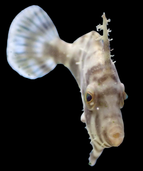 Acreichthys Tomentosus -Seegrasfeilenfisch - Tangfeilenfisch