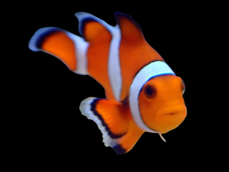 Amphiprion Ocellaris - Falscher Clownfisch