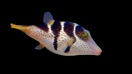 Canthigaster Valentini - Sattel-Spitzkopfkugelfisch