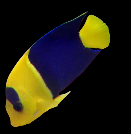 Centropyge Bicolor - Blaugelber Zwergkaiserfisch