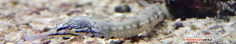Corythoichthys Intestinalis - Drachenkopf-Seenadel