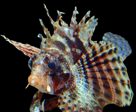 Dendrochirus Brachypterus - Kurzflossen-Zwergfeuerfisch