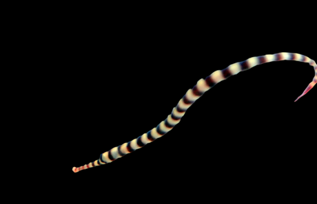 Dunckerocampus Dactyliophorus - Zebra Seenadel