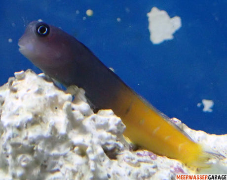 Ecsenius Bicolor - Zweifarbiger Schleimfisch