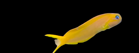 Ecsenius Midas - Gold-Schleimfisch