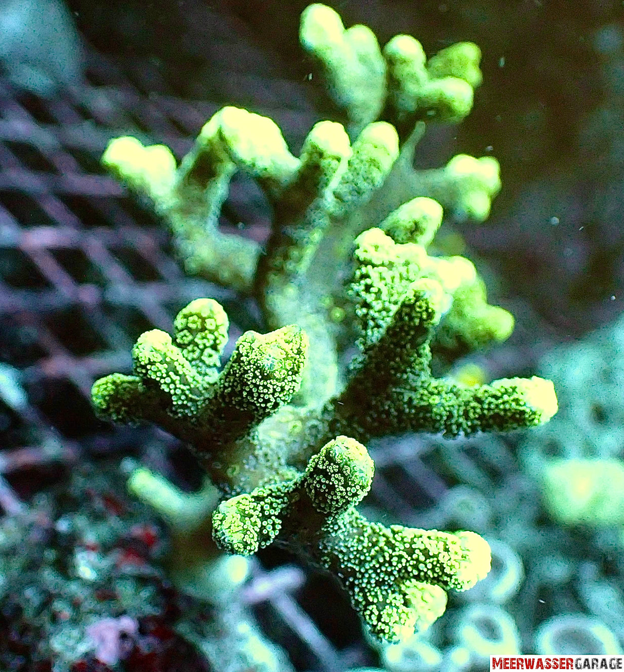 Seriatopora Caliendrum