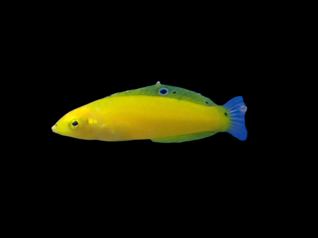 Halichoeres Chrysus - Kanarien-Lippfisch