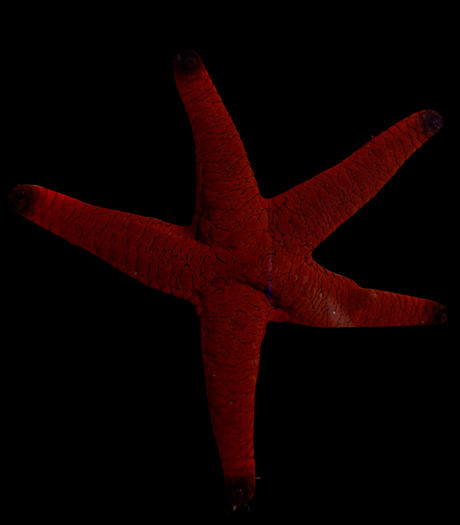 Linckia Laevigata rot mit schwarzen Spitzen