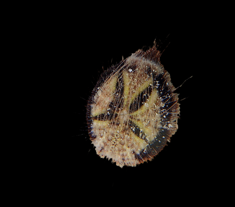 Maretia planulata - irregulärer Herzseeigel