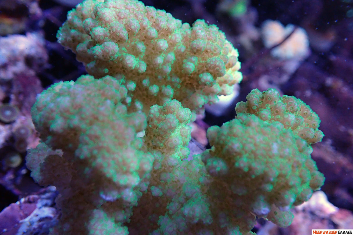 Pocillopora