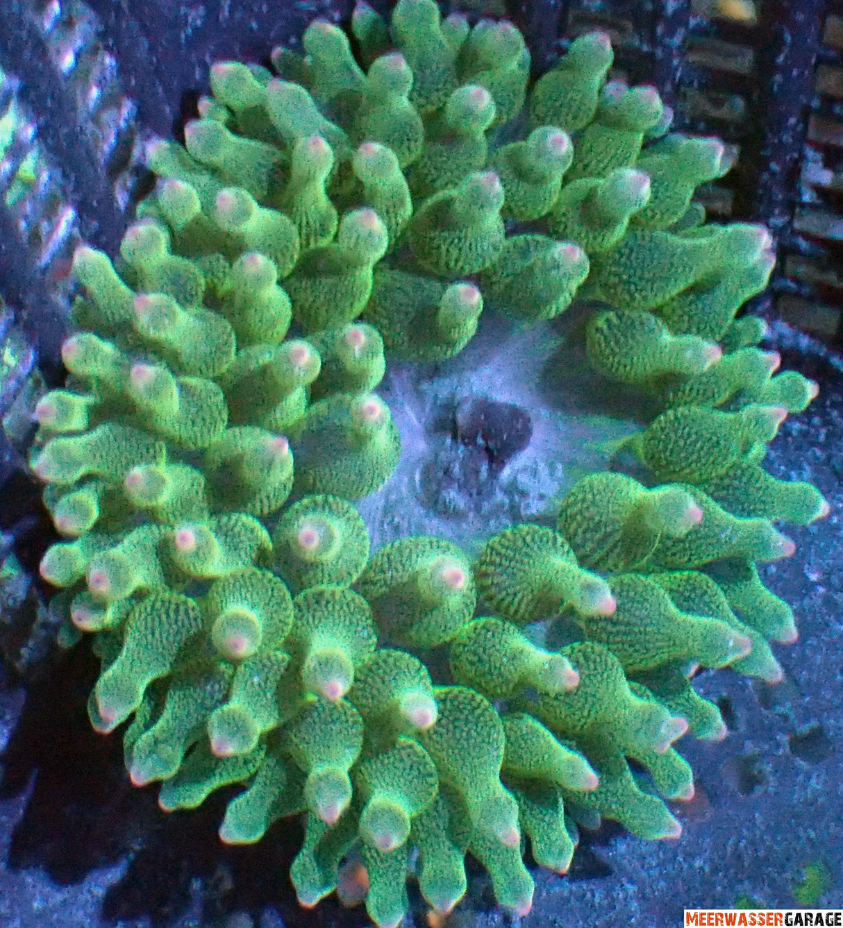 Entacmaea Quadricolor - Blasenanemone