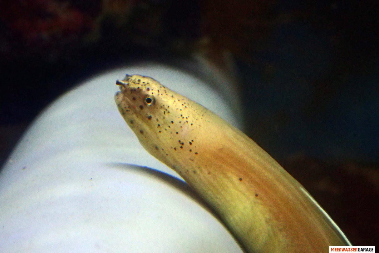 Murena fantasma bianca - Pseudechidna brummeri