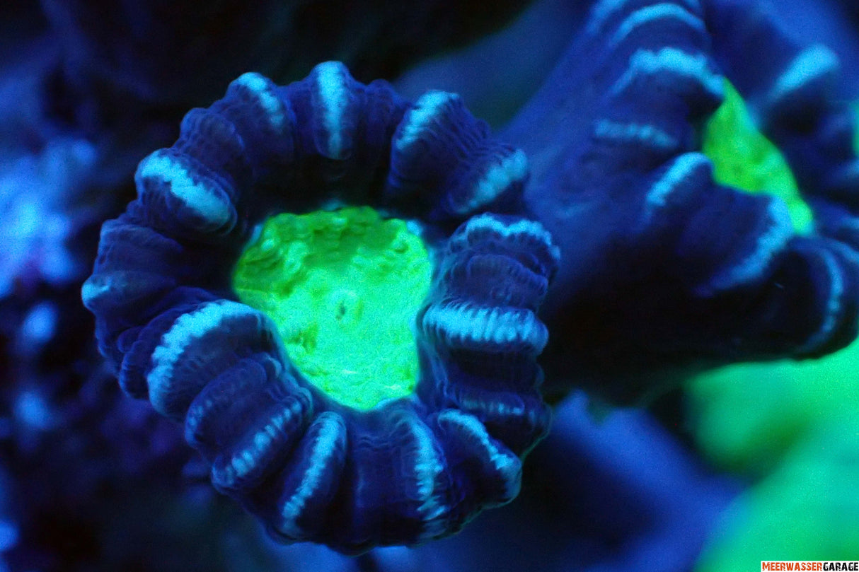 Caulastraea echinulata corallo tromba a doppia testa