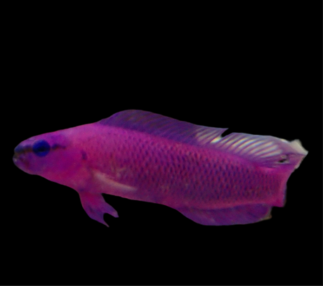 Pseudochromis fridmani - König Salomon Zwergbarsch (Nachzucht)