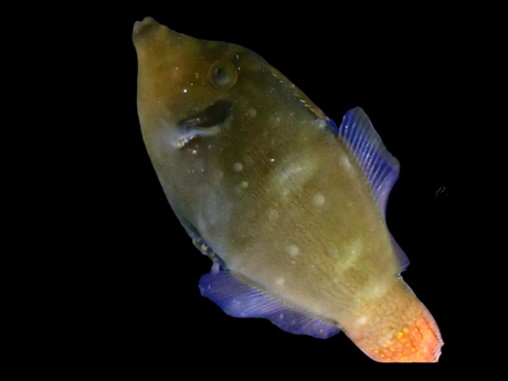 Rotschwanzfeilenfisch - Pervagor janthinosoma - Feilenfisch