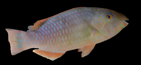 Scarus quoyi - Papageifisch