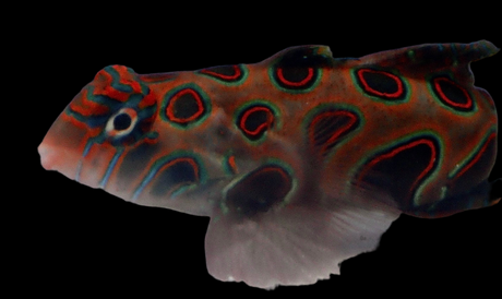 Synchiropus Picturatus - LSD Mandarinfisch