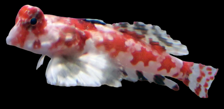 Synchiropus marmoratus - Roter Spinnenfisch PAAR