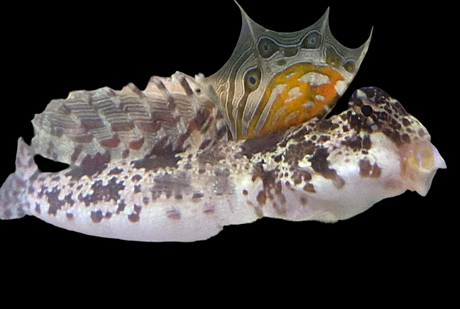 Synchiropus ocellatus - Augenfleck Mandarinfisch