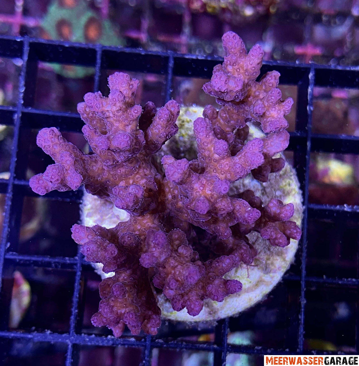 Pocillopora verrucosa Pink