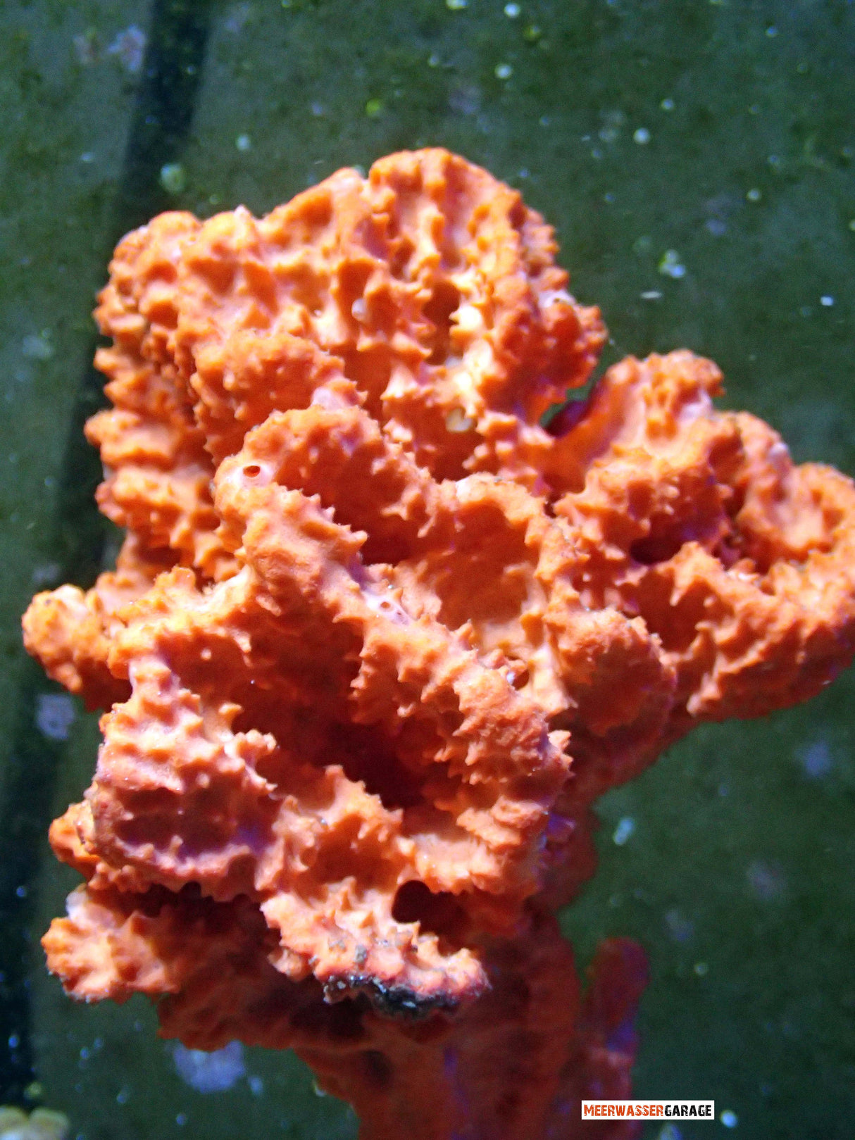 Spugna arancione