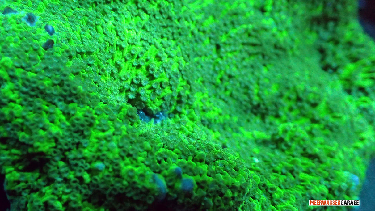 Vert Montipora